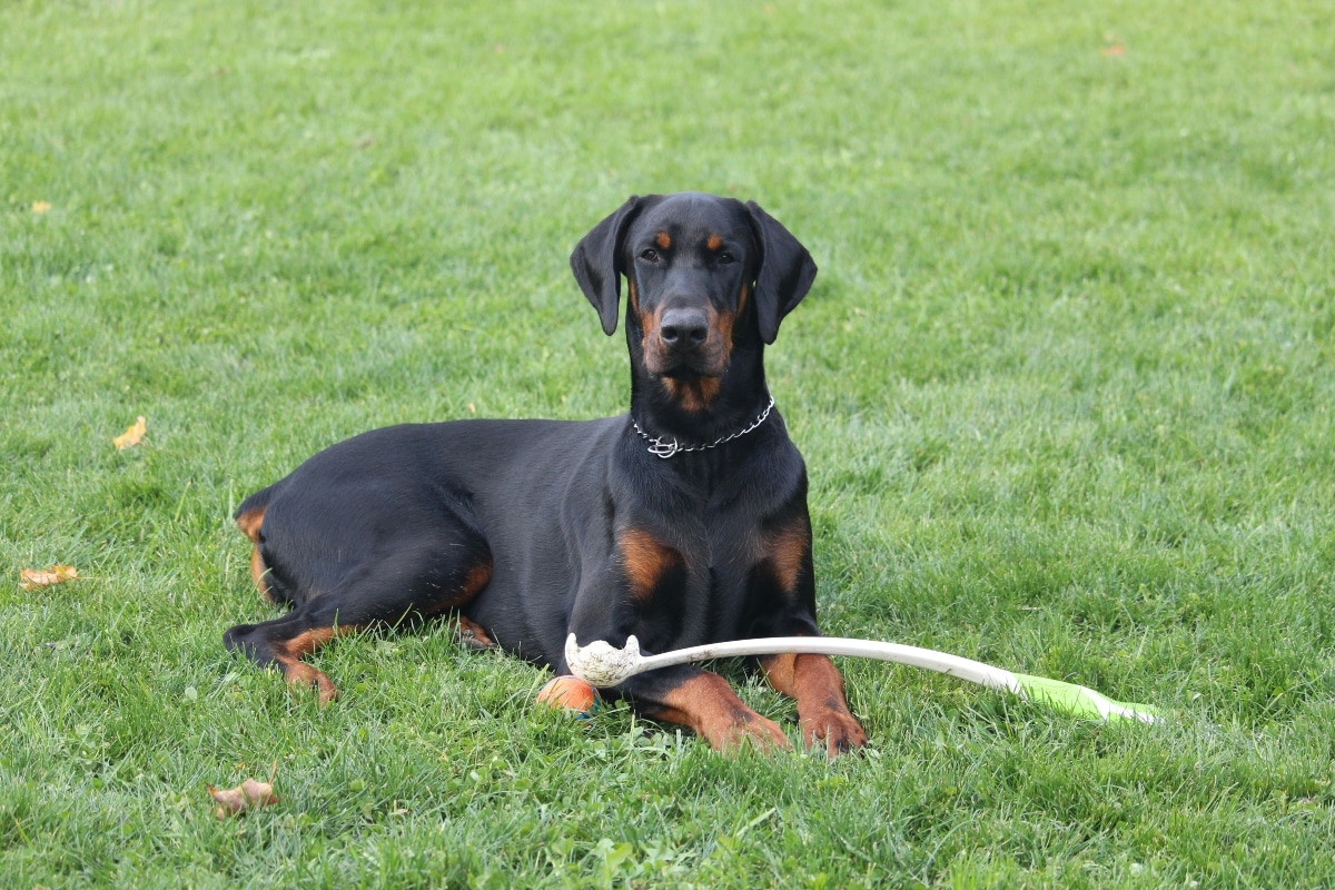 Doberman Pinscher sitting quietly, displaying power and loyalty.