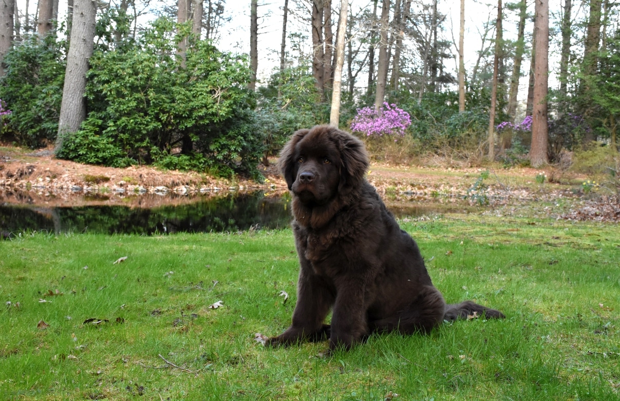 Newfoundland with calm eyes and a gentle, commanding presence