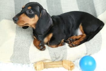 Dachshund protectively standing over its toy with a proud, determined look.