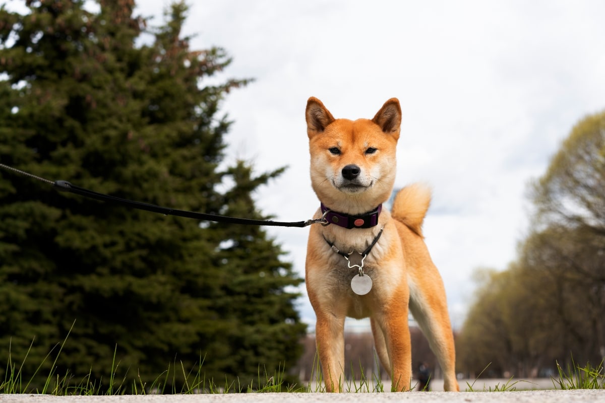 Shiba Inu is standing alert with a proud and confident expression.