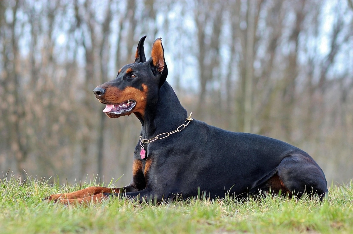 Doberman Pinscher standing alert, radiating confident loyalty and grace.