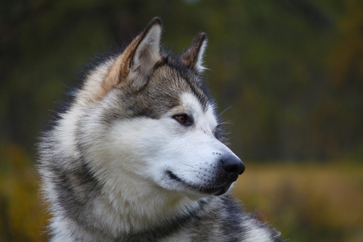 Alaskan Malamute gazing outward, reflecting rugged independence and strength.