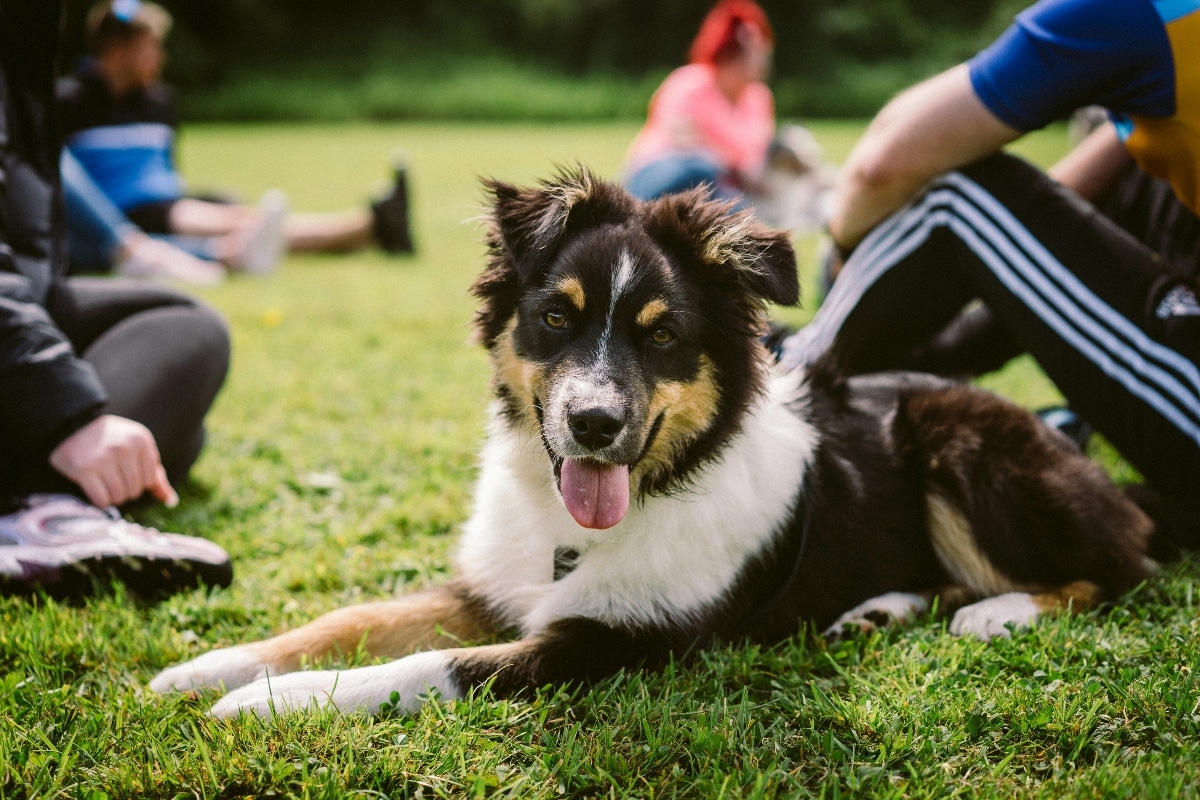 An Australian Shepherd, energetic and playful, is ready to keep the party rolling.
