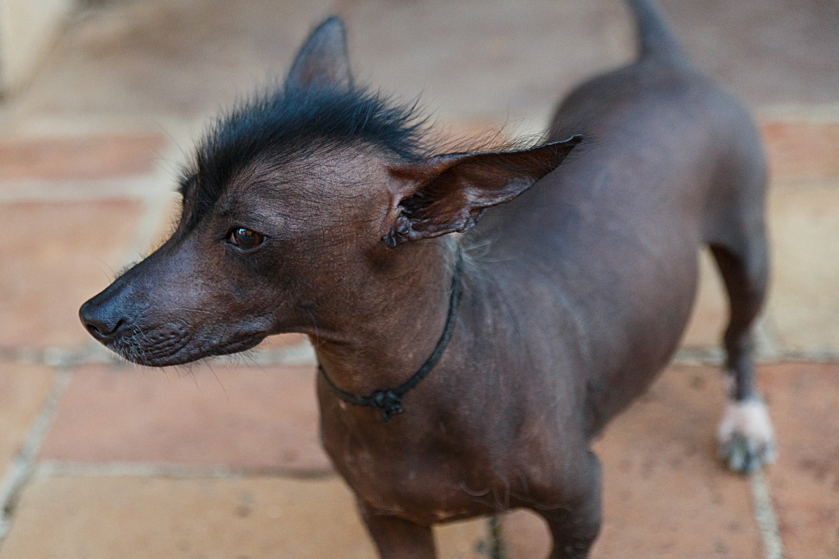 Xoloitzcuintli displaying its smooth, hairless skin and alert expression.