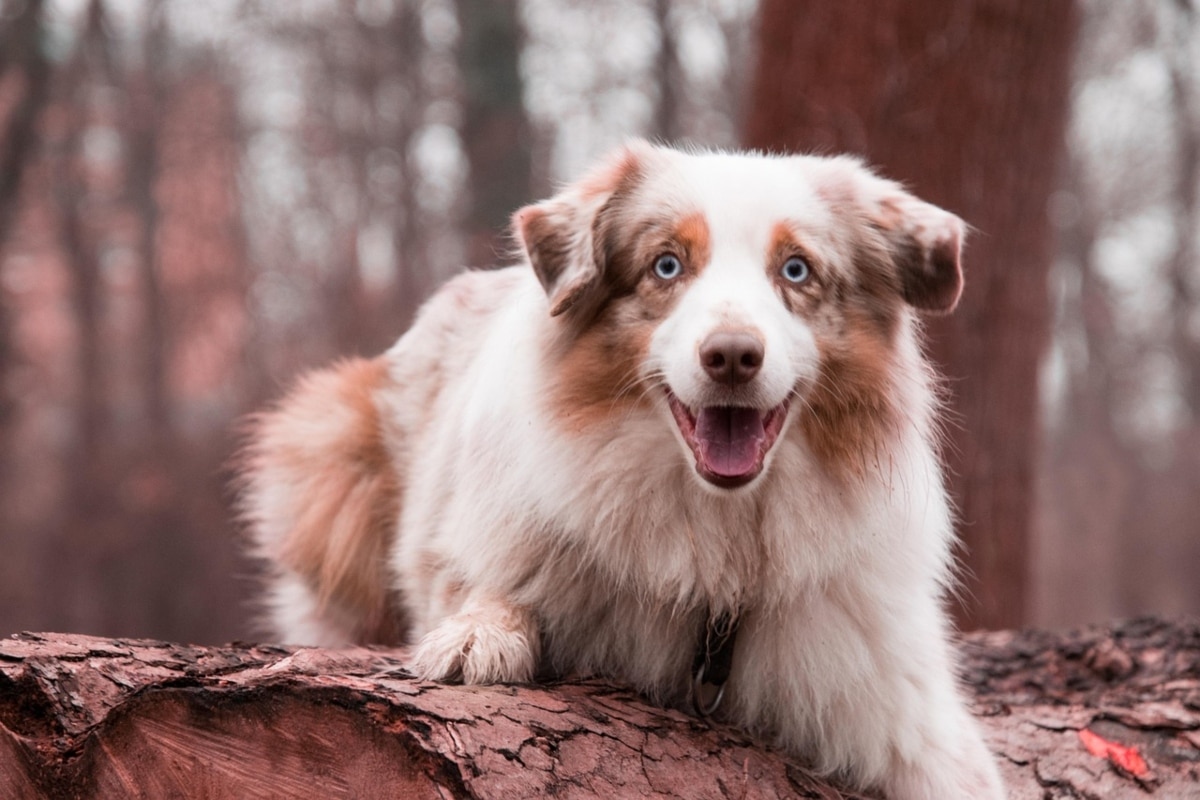 Australian Shepherd with bright expression walking energetically, reflecting alertness and enthusiasm
