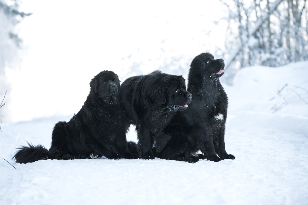 Newfoundland dog wading through icy water or snow, steady and strong