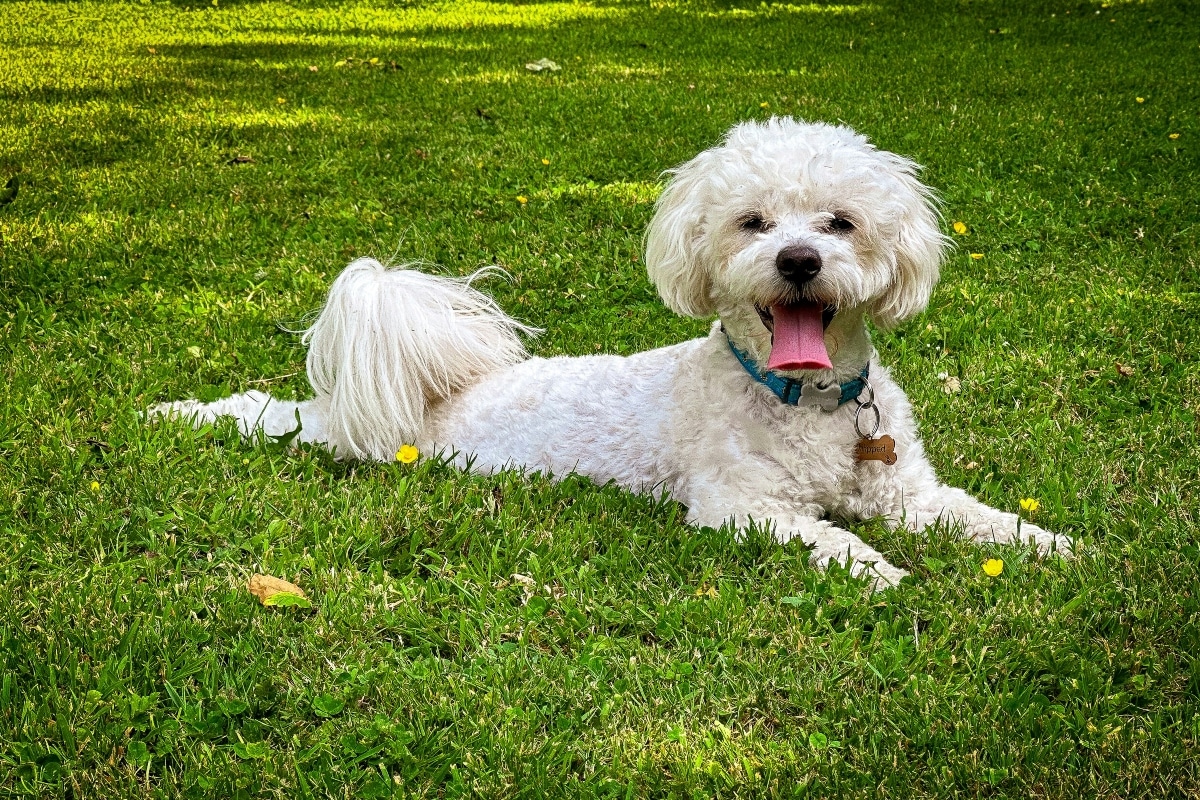 Bichon Frise sitting close, radiating cheerful affection and warmth