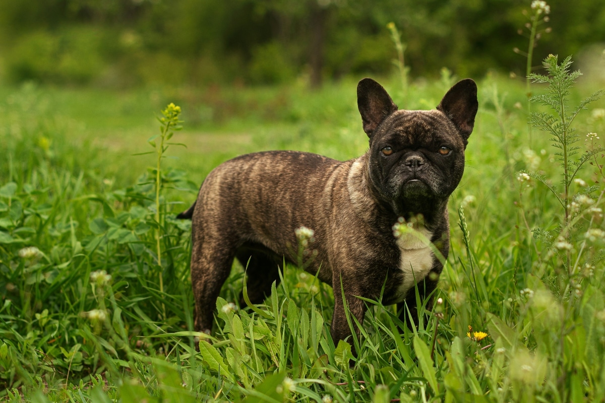 French Bulldog with a content expression, symbolizing adaptability and affection.