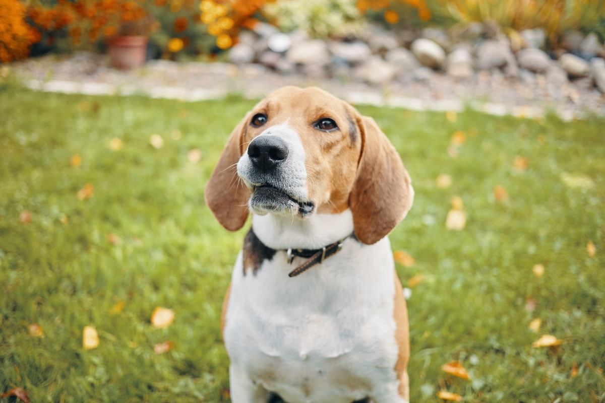 Beagle looking up with soft eyes and an eager, loving expression.