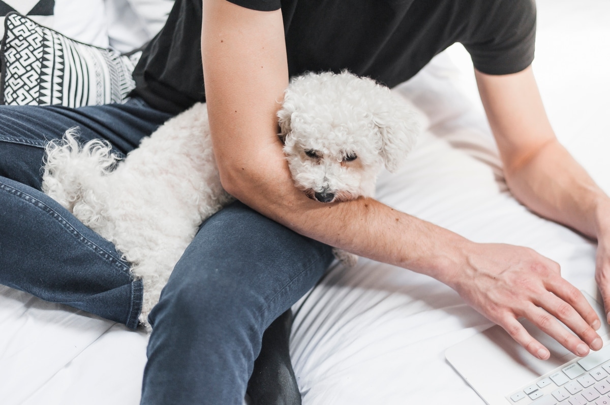 Bichon Frise being cradled, reflecting soft sweetness and joyful affection.
