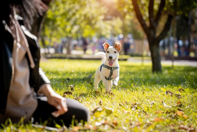 A happy, energetic dog bounding joyfully, showcasing its vibrant energy and love for adventure, embodying the spirit of an active companion.