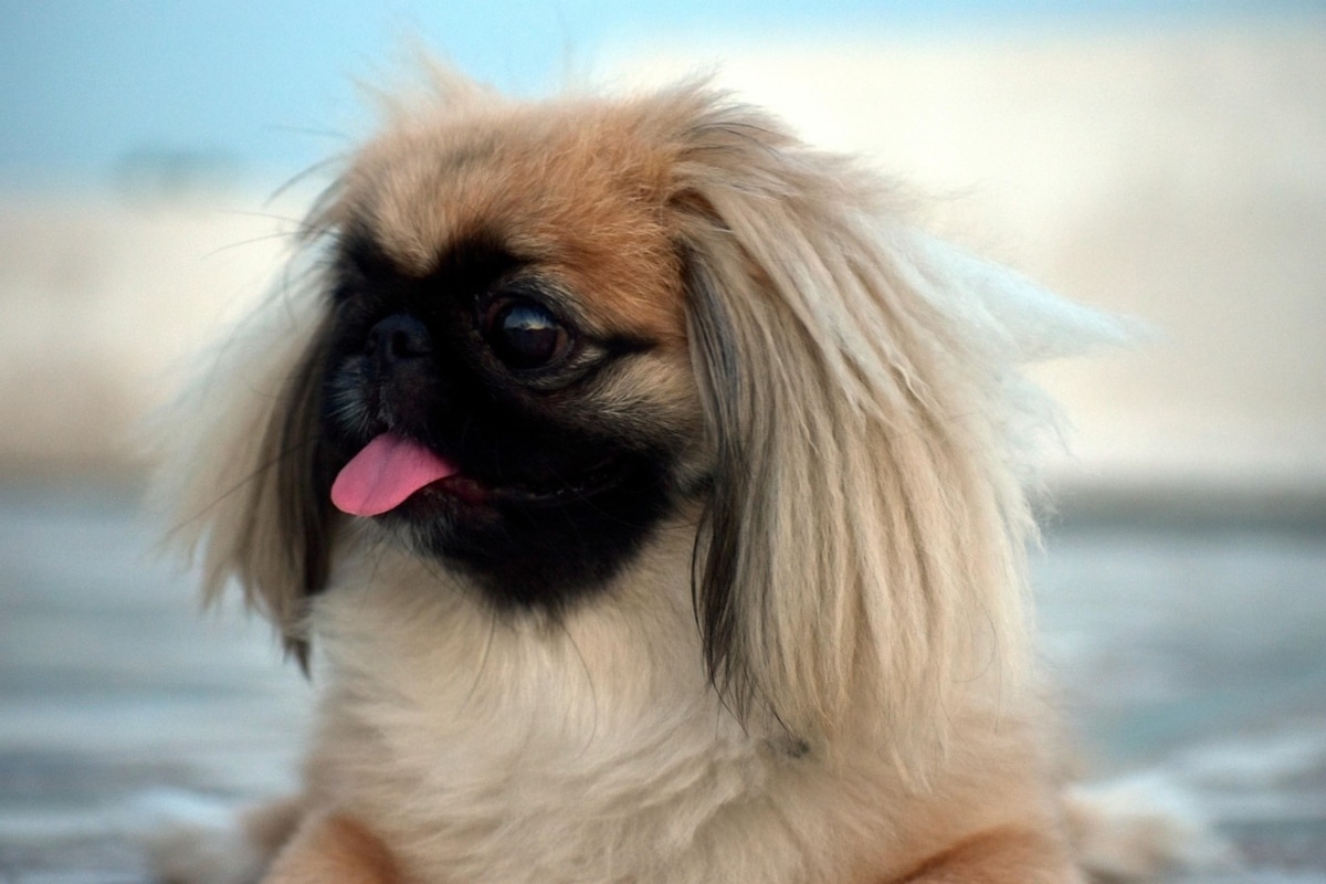 Pekingese with a flowing mane, resting with a wise and gentle presence