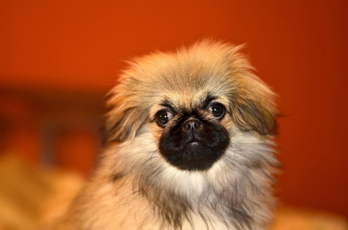 Pekingese sitting serenely, showcasing its calm and loyal demeanor.