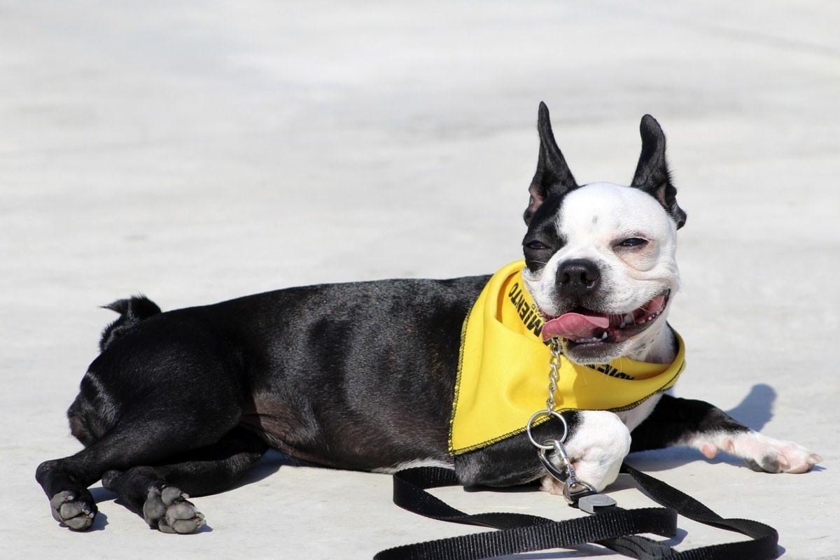 Boston Terrier with perky ears and calm eyes, sitting neatly with quiet curiosity