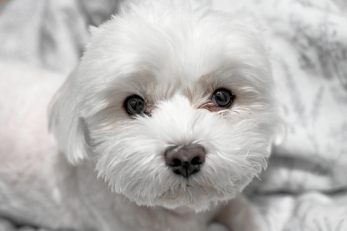 Maltese peeking up with tender eyes and a gentle, trusting face.