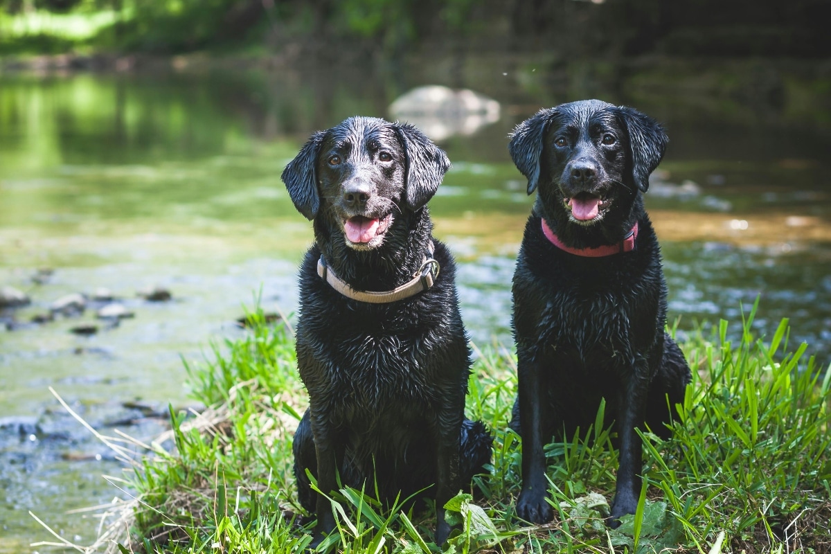Labrador Retriever splashing into a lake to retrieve a ball.