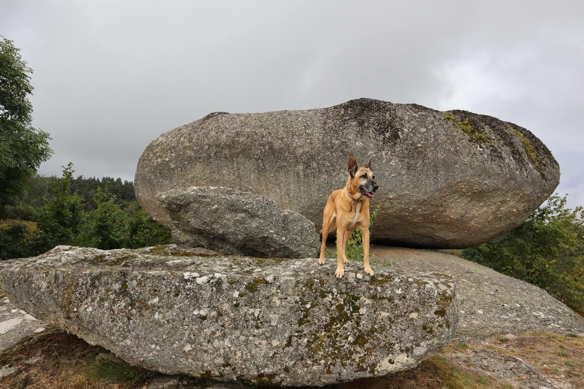 Belgian Malinois is intense and athletic, exploring with fearless confidence.