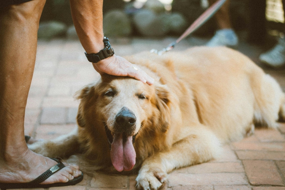 Golden Retriever with a joyful expression, embodying warmth and friendliness.