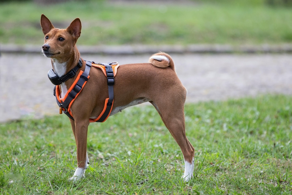Basenji in mid-stride, showing off its shiny coat and feline-like elegance.
