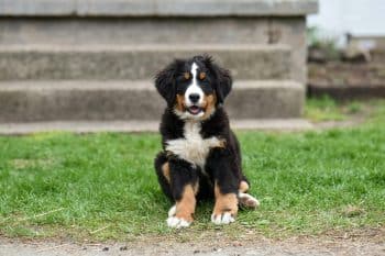 PetWireDaily — 4 Best Supplements for Bernese Mountain Dog Puppies (+1 to Avoid)