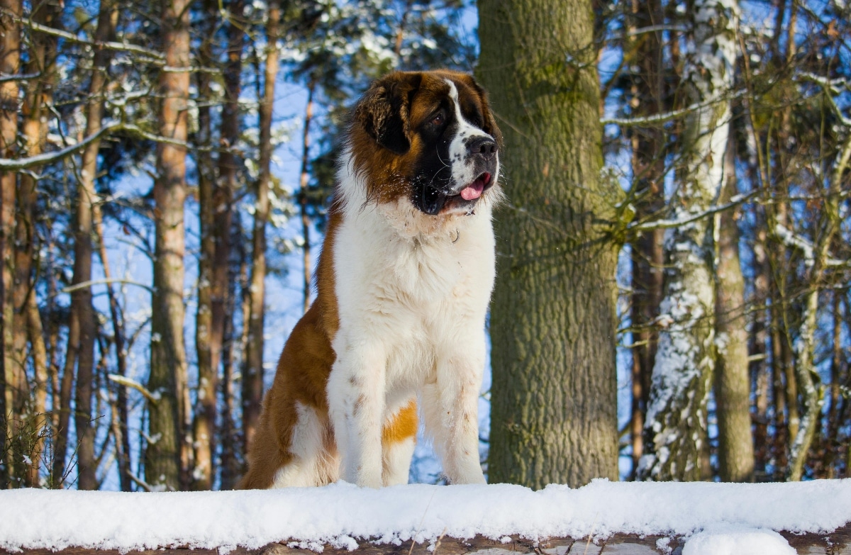 Saint Bernard exploring snow, radiating calm strength and winter cheer.