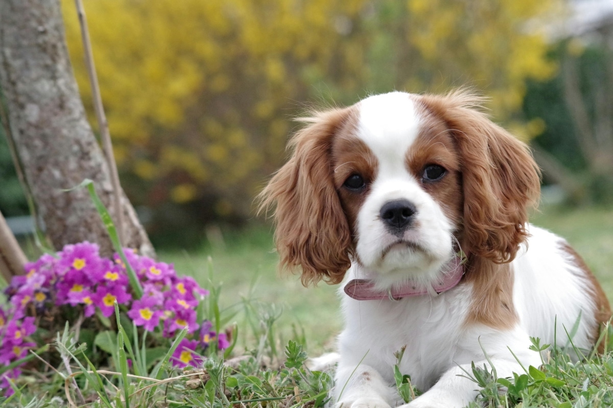 Cavalier King Charles Spaniel showing tender, affectionate, emotional glow.