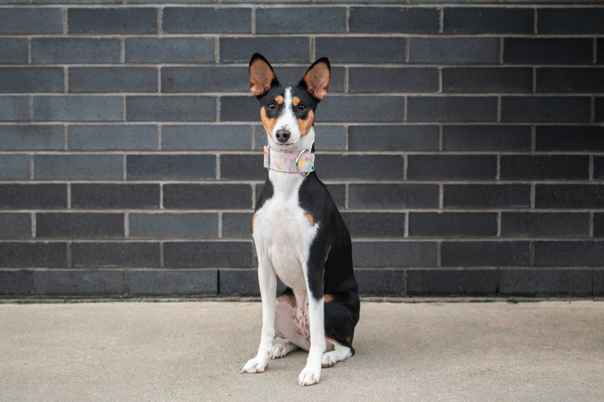 Basenji sitting alertly, calm and self-assured with gentle awareness.