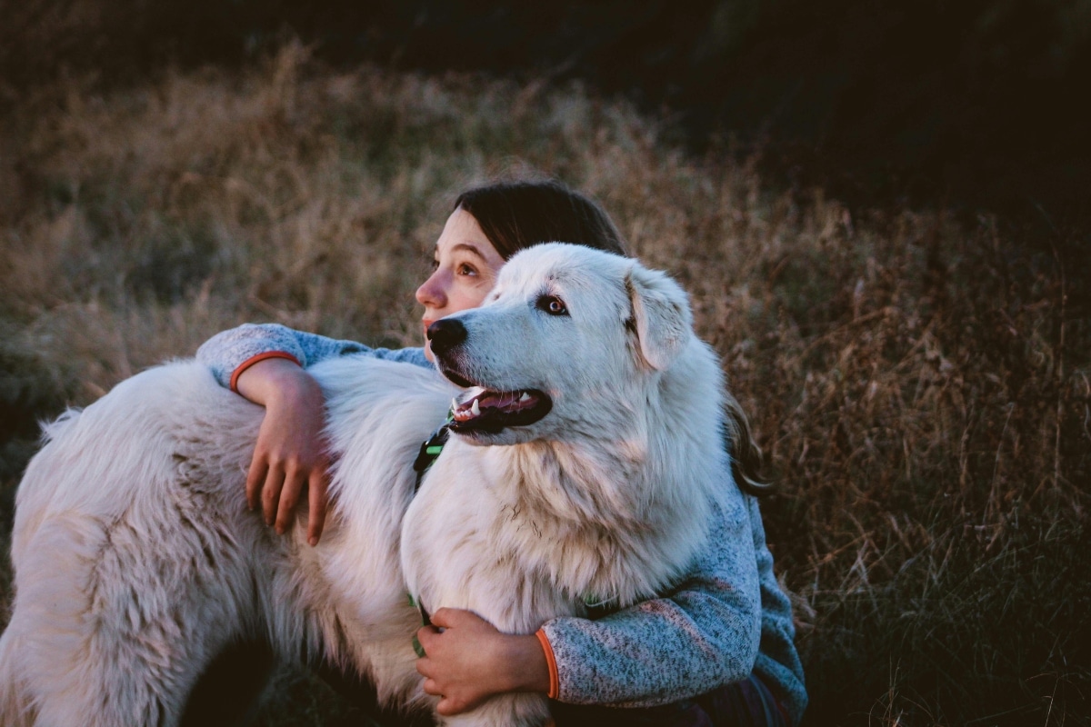 Great Pyrenees lying beside owner, showing calm loyalty and protective stillness.