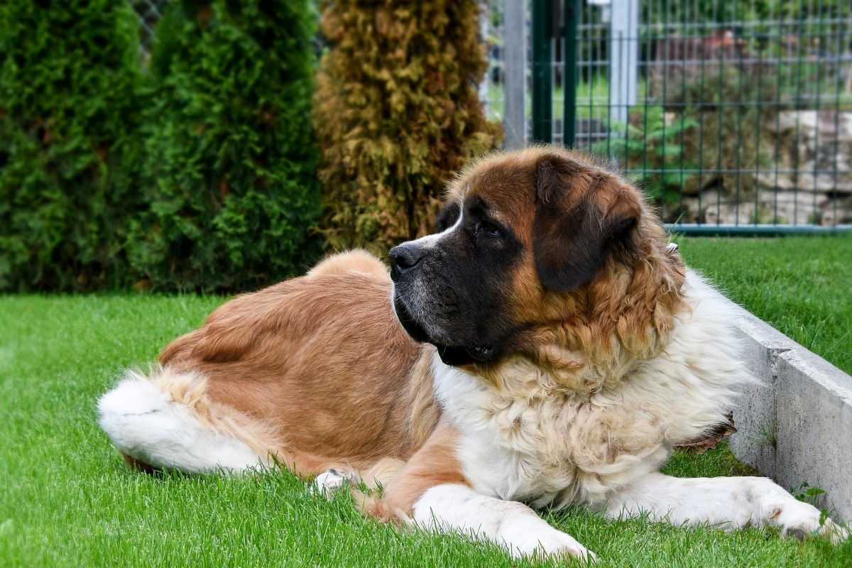 Saint Bernard resting with soft eyes and a gentle, loving expression.