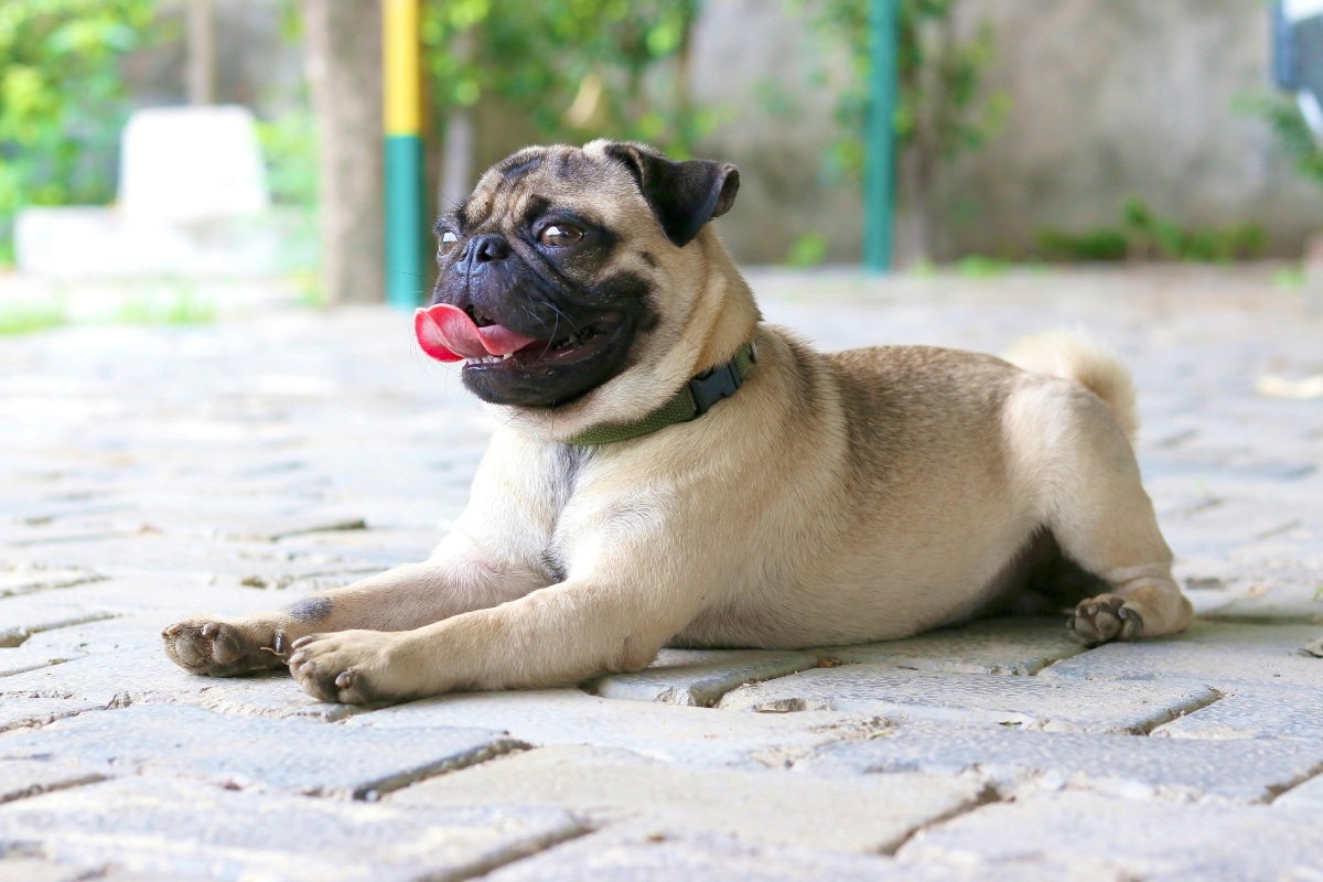  Pug with adorably expressive face, craving attention and affection.