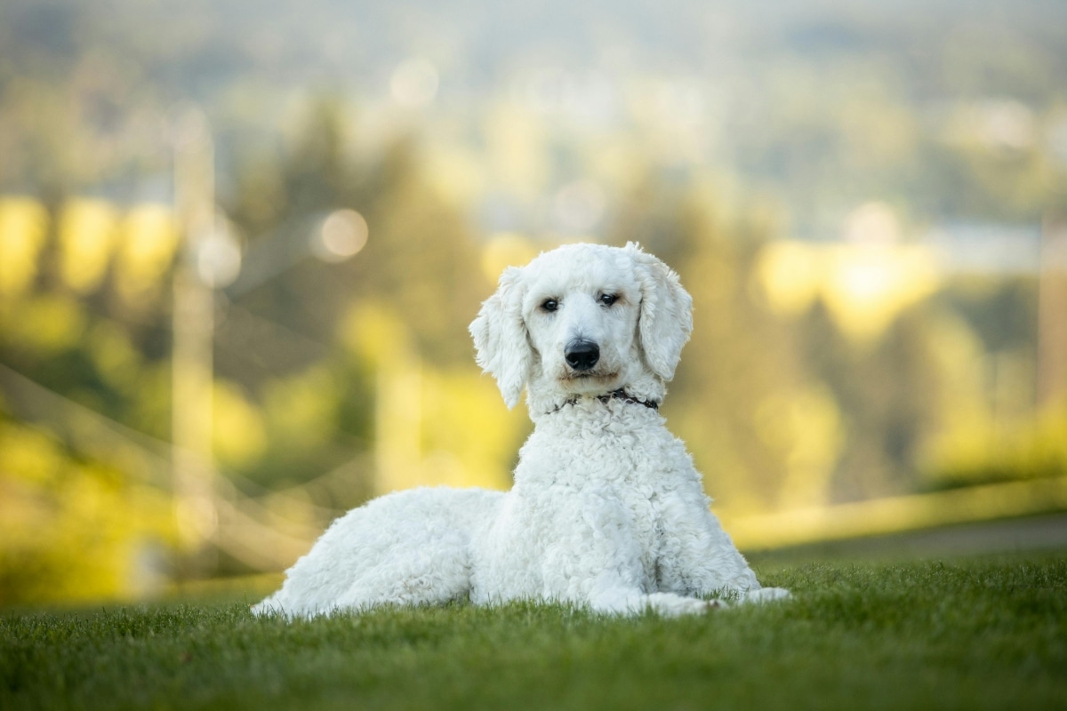 Standard Poodle poised elegantly, exemplifying refined intelligence.