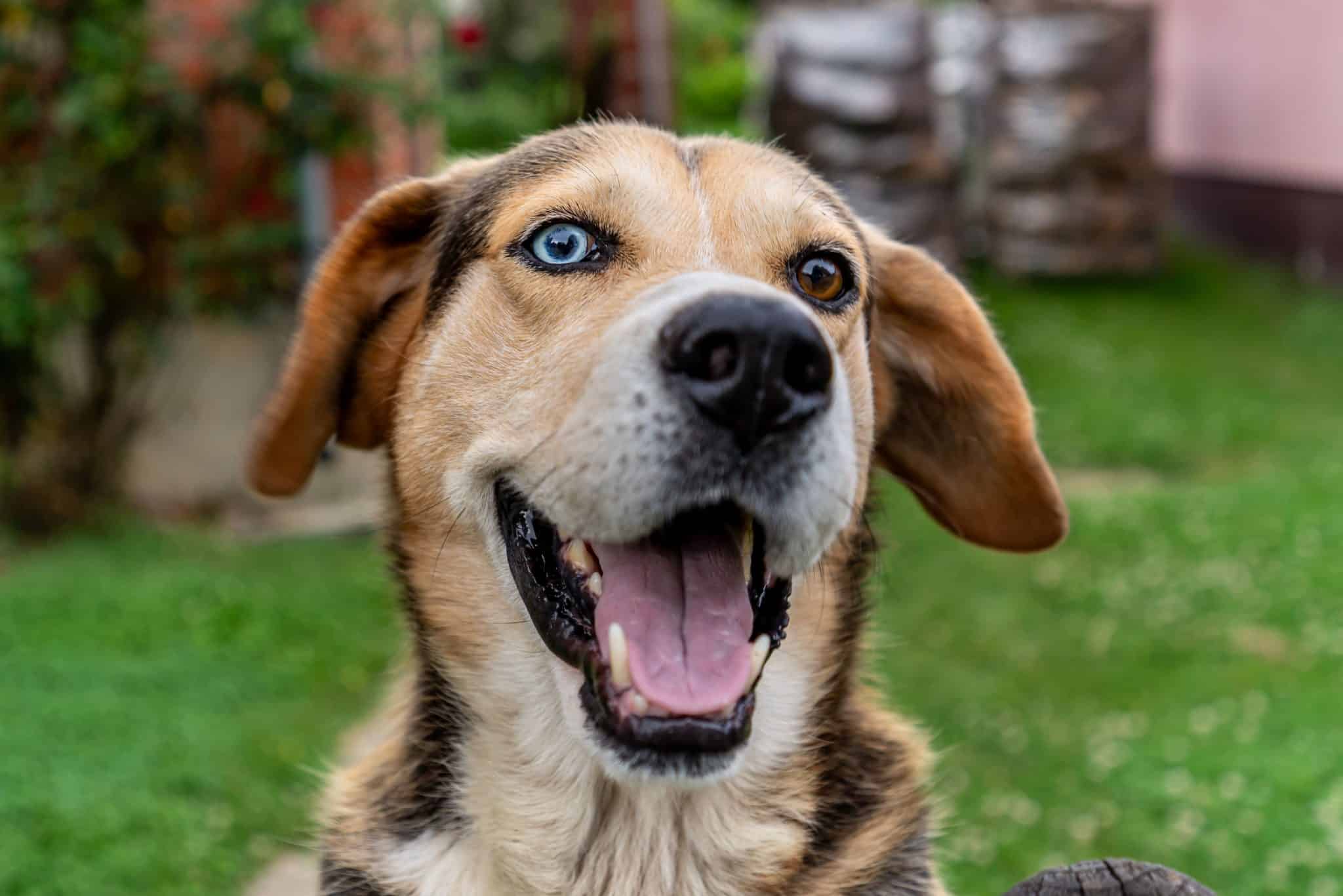 3 Best Nettle Leaf Supplements for Dogs