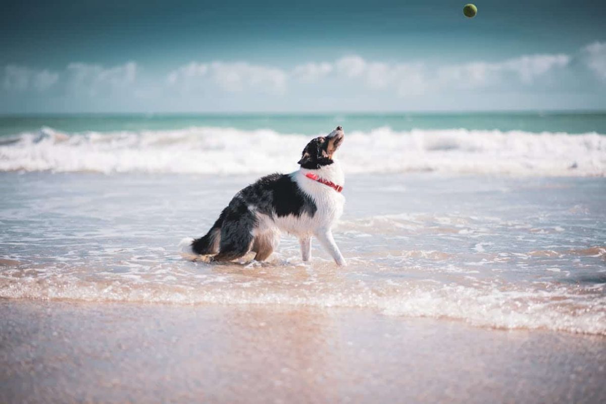 Border Collie exhibiting sharp focus and dynamic athletic power.