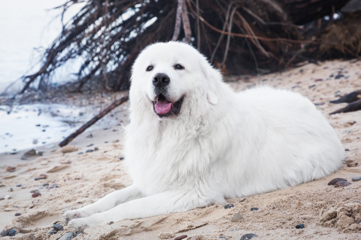 Great Pyrenees with serene expression, radiating calm loyalty and protective presence.