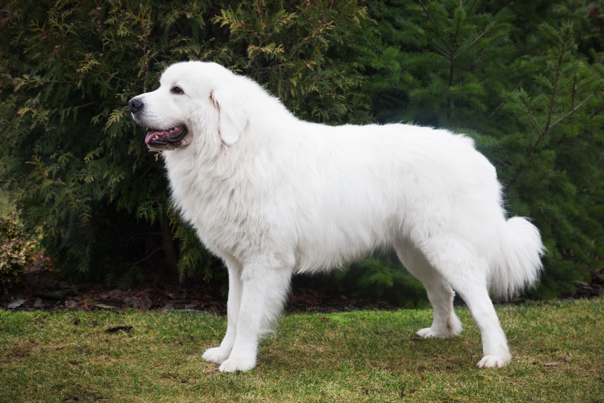 Great Pyrenees stands calmly, a gentle protector with steady inner strength.