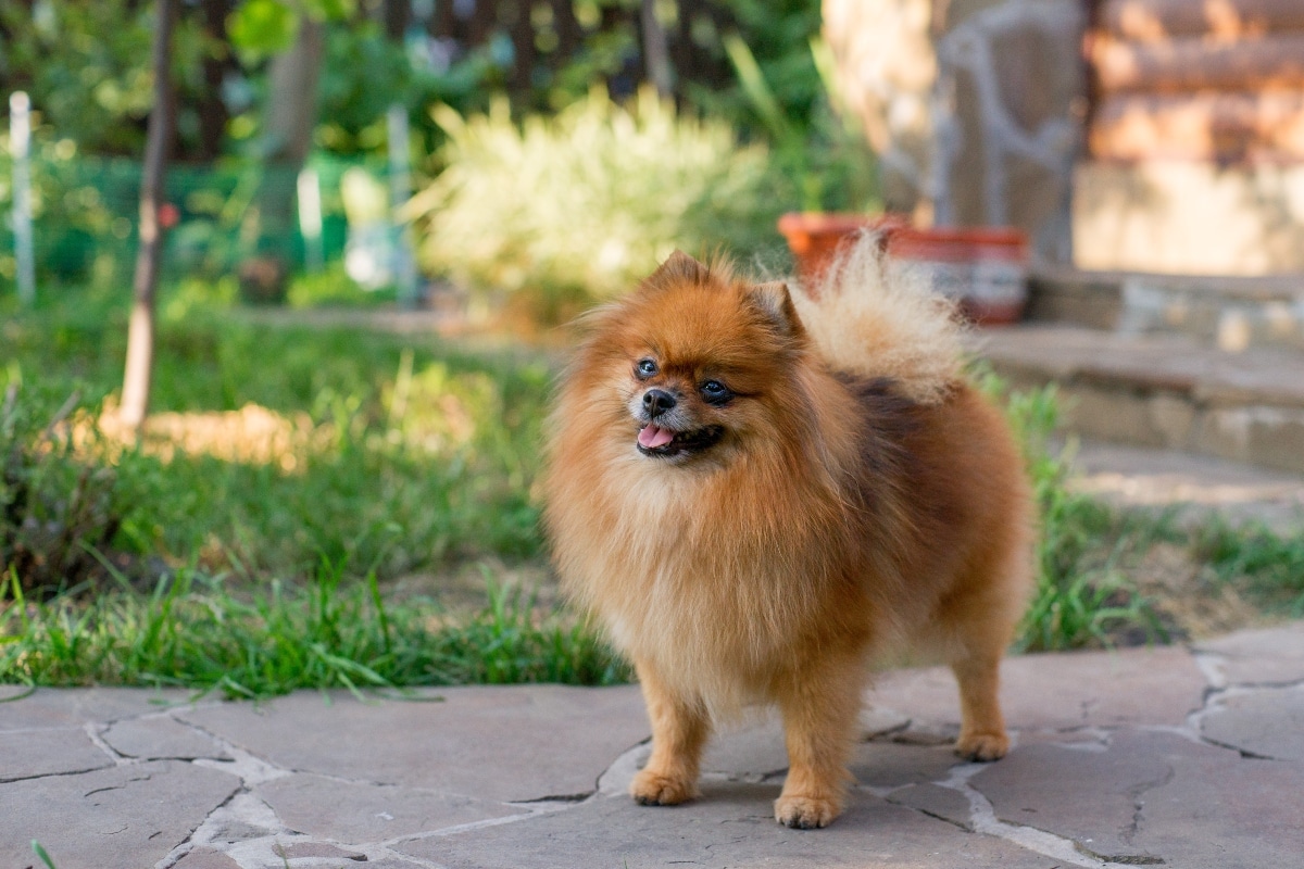  Cute Pomeranian looking eager for interaction and attention.