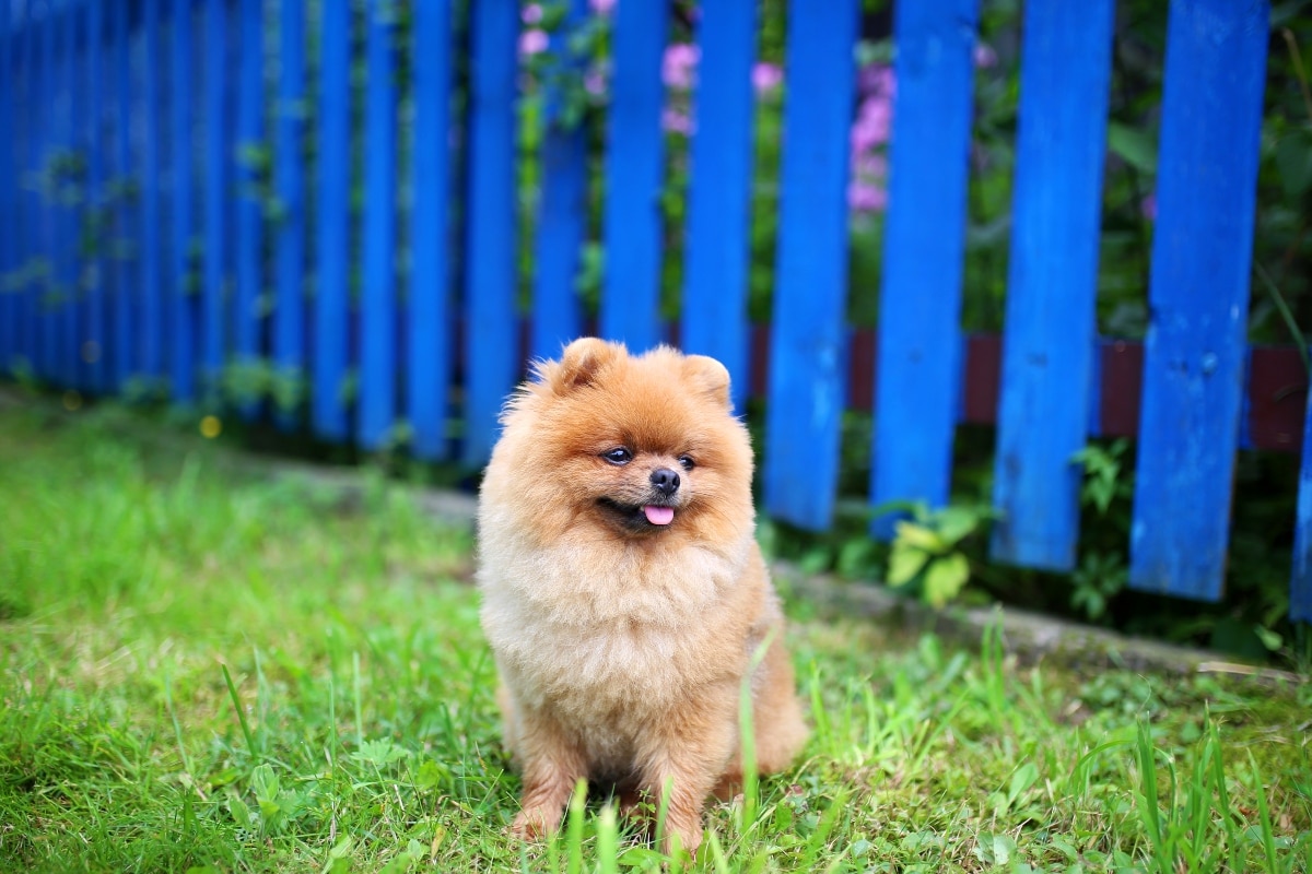 Pomeranian with fluffy coat and alert expression