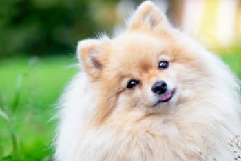 Fluffy dog sitting sweetly, radiating heart-melting cuteness and soft, comforting charm.