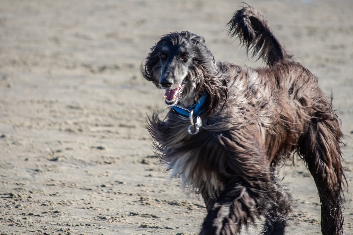 Afghan Hound standing gracefully, reflecting regal independence and thoughtful distance.