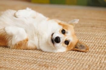 Happy dog belly-up, radiating calm, trusting, affectionate, belly-rub-loving energy