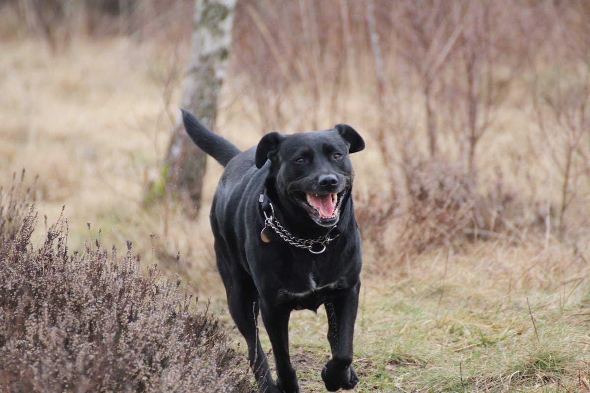 Labrador Retriever walking cheerfully, ears perked, and tail wagging with joy