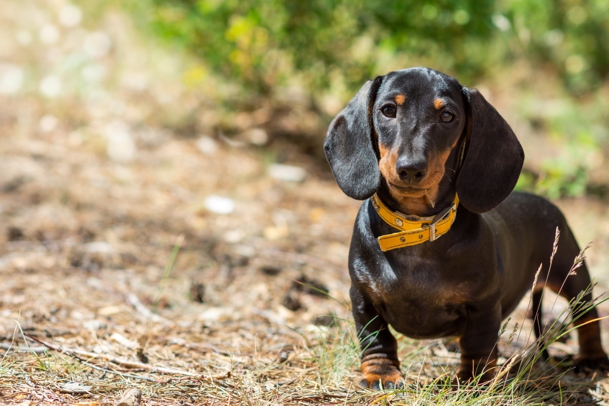 A dog resting beside its human, radiating trust, love, and unwavering loyalty.