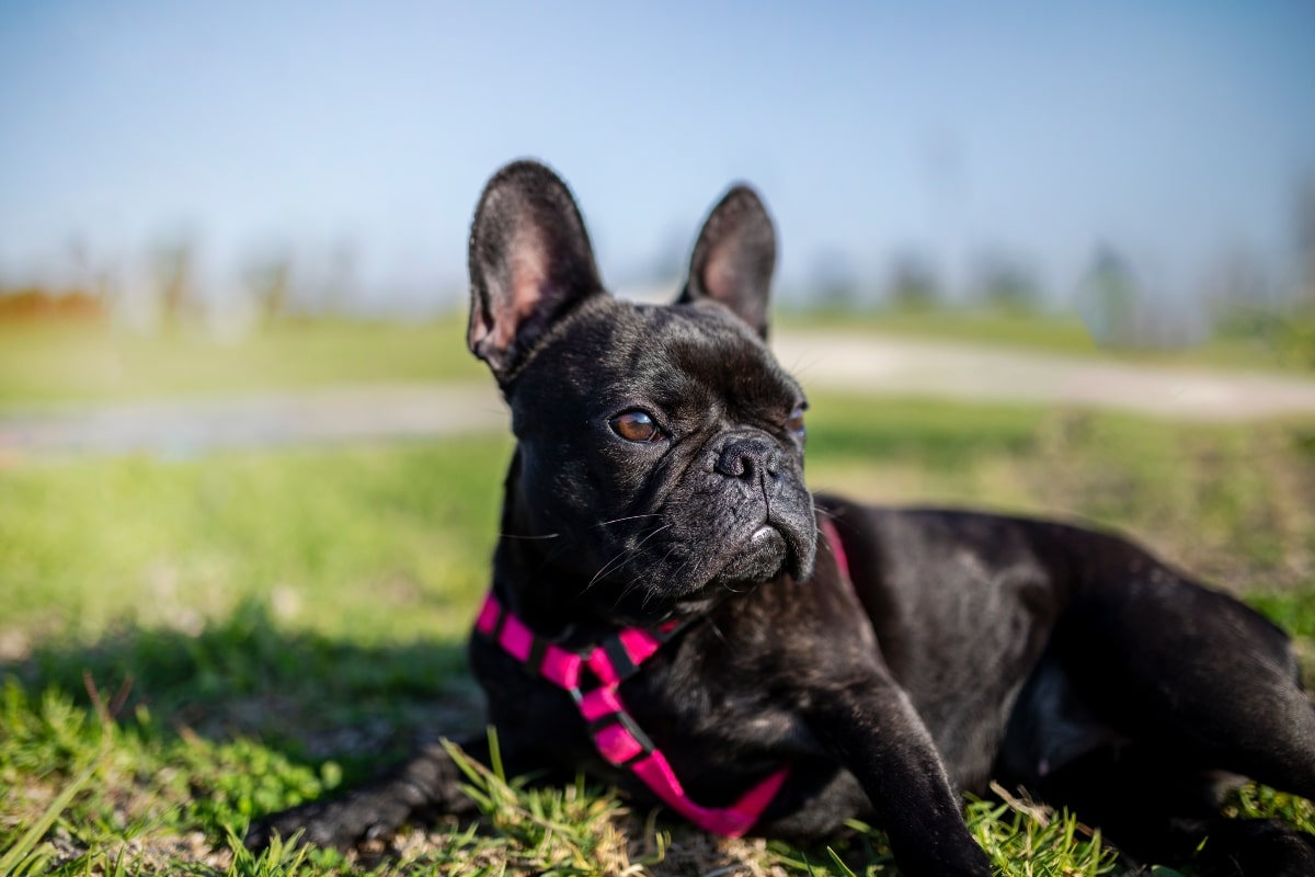 French Bulldog looking animated and mischievous, the comedic heart of every celebration.