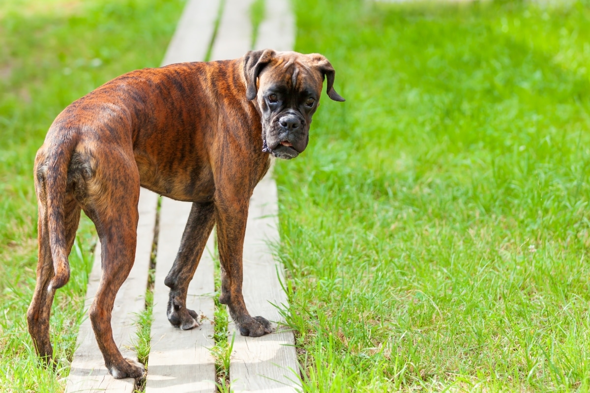Boxer flashing a wide, silly smile with an eager and wrinkled face.