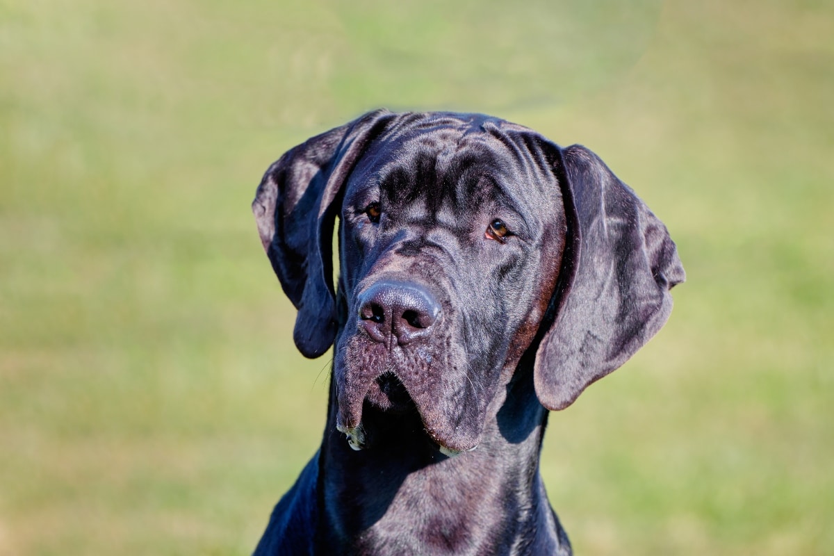 Great Dane with floppy ears and a gentle demeanor.