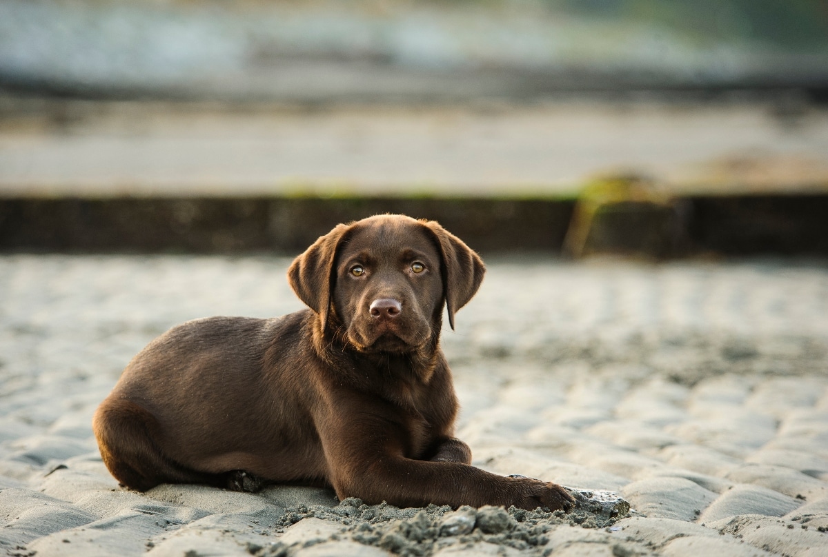 Labrador Retriever offering a comforting presence.