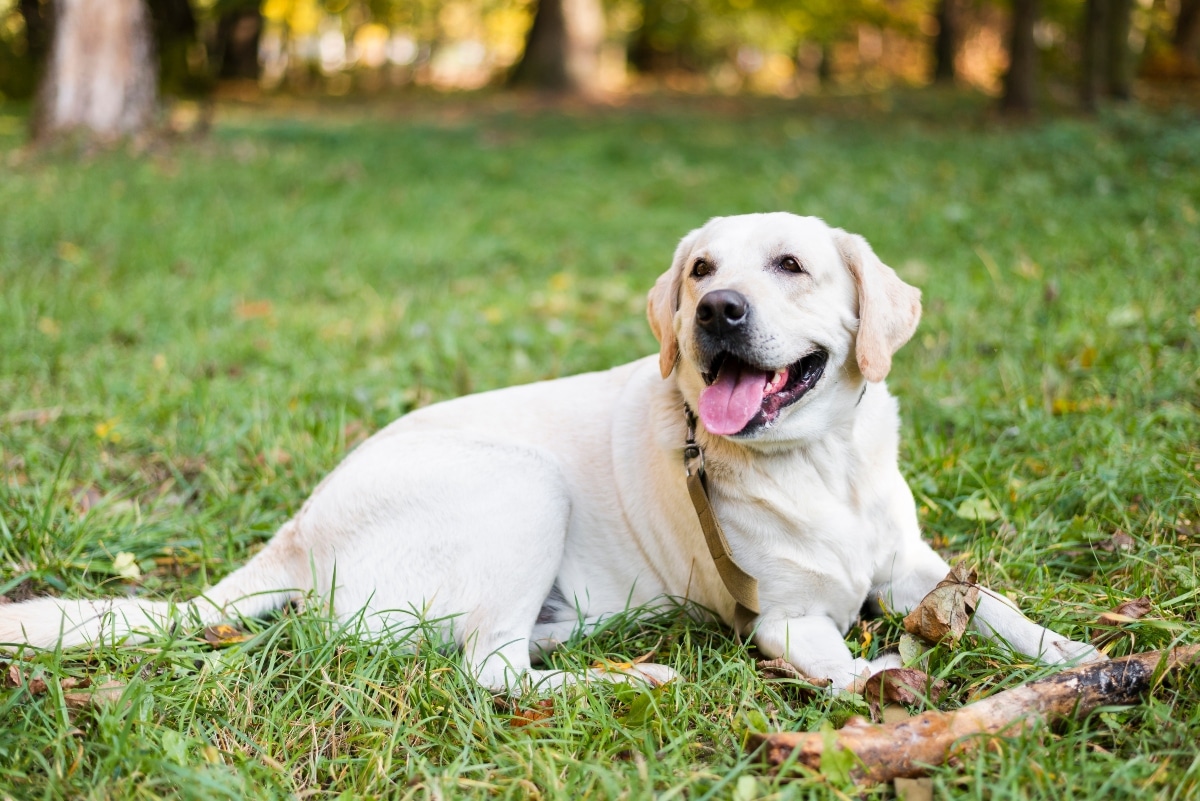 A joyful dog looking warmly with eyes full of love and emotional depth.