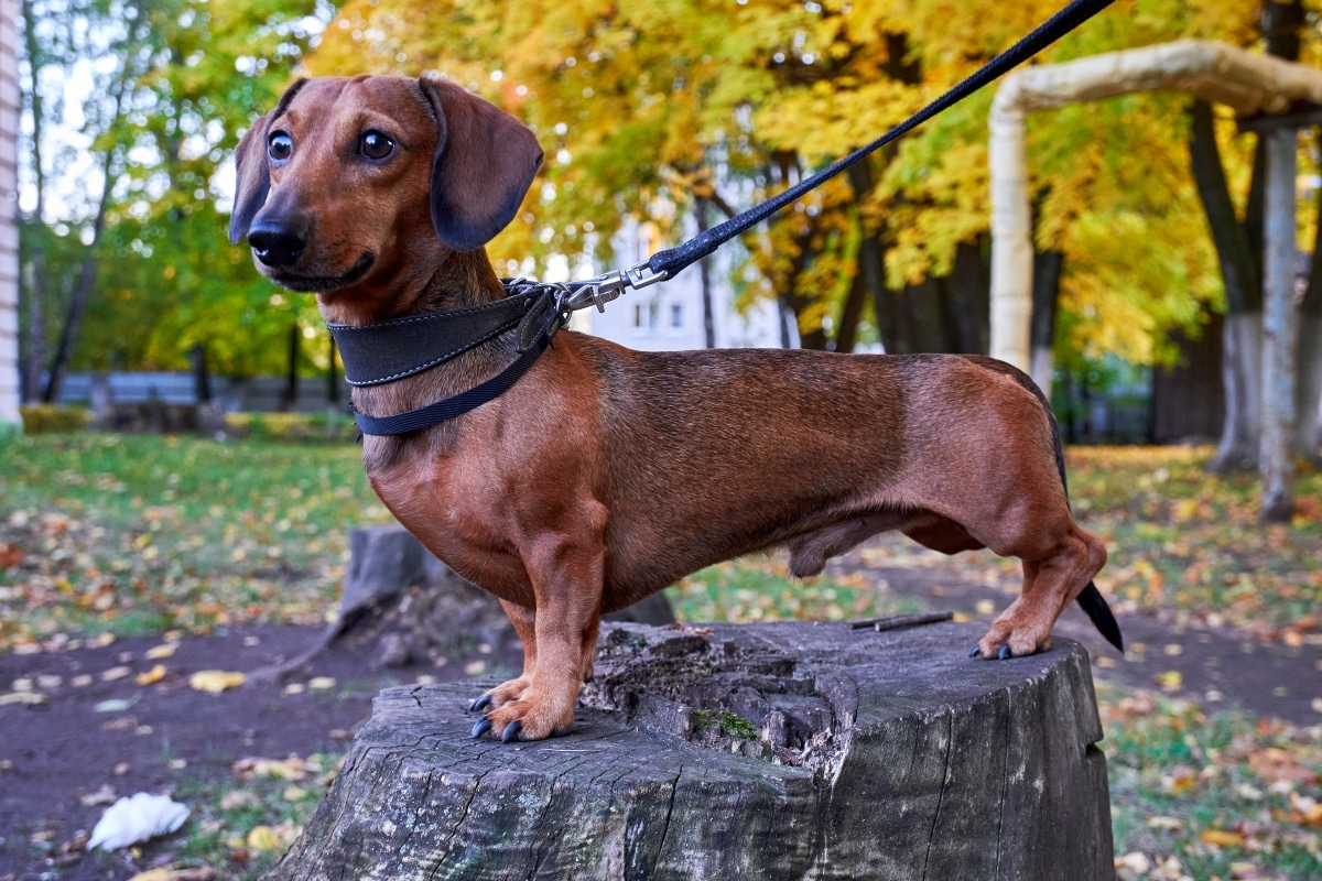 Dachshund standing confidently, radiating stubborn charm and bold independence.