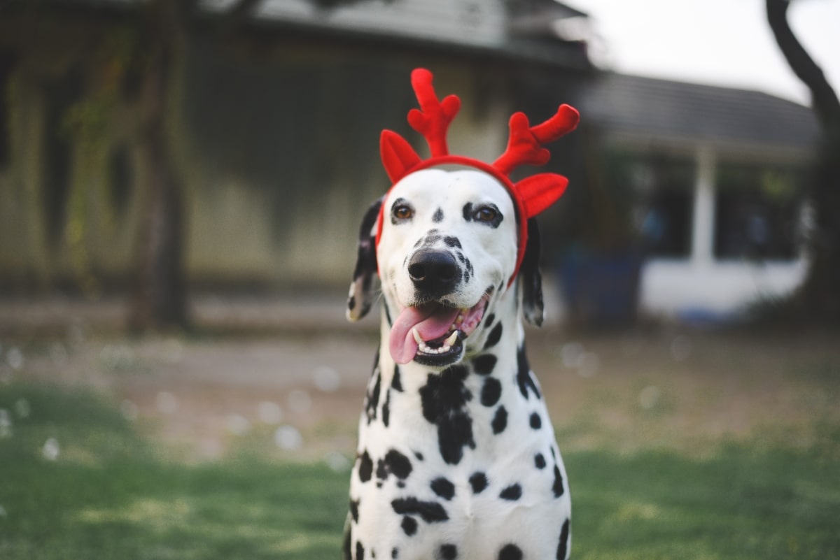 Dalmatian with wide eyes and playful, mischievous grin.