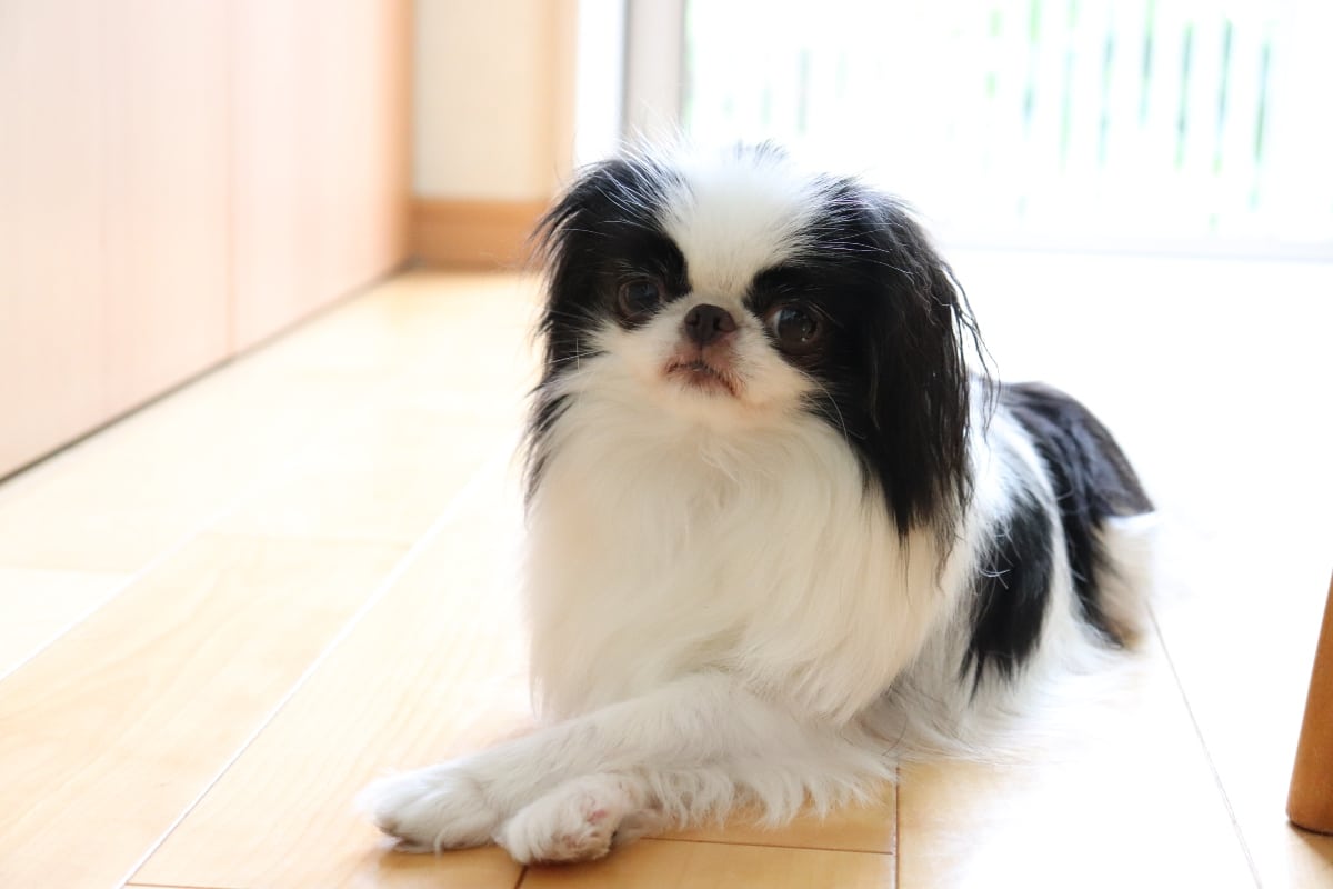 Japanese Chin resting quietly, reflecting its gentle and affectionate nature.